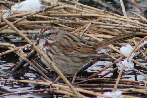 Song Sparrow (montana/merrilli) - ML196846911
