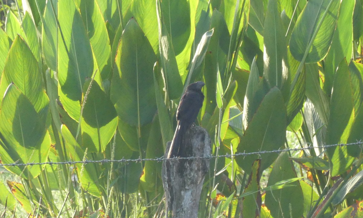 Smooth-billed Ani - ML196847571