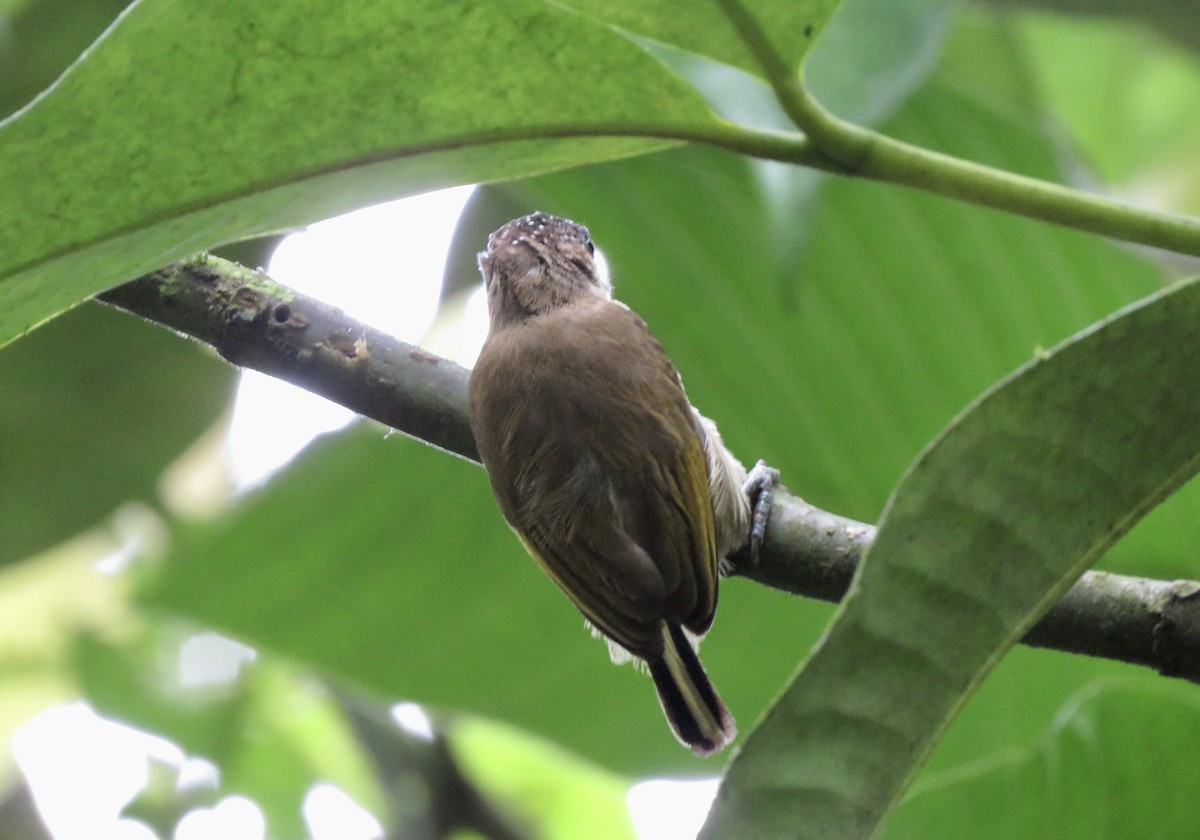 Olivaceous Piculet - ML196848171