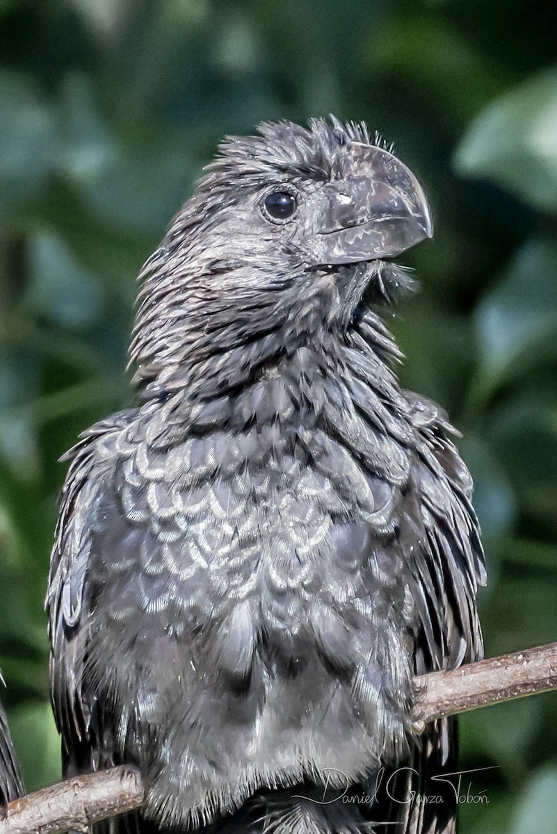 Smooth-billed Ani - ML196848891