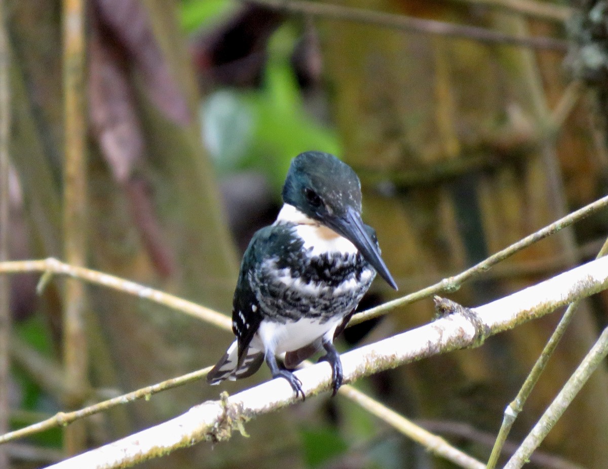 Green Kingfisher - ML196849151