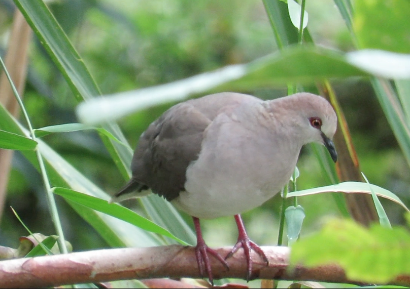 White-tipped Dove (decolor) - ML196851201