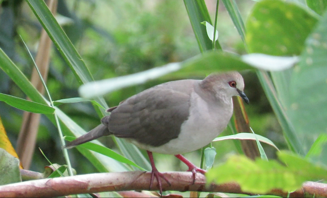 White-tipped Dove (decolor) - ML196851211