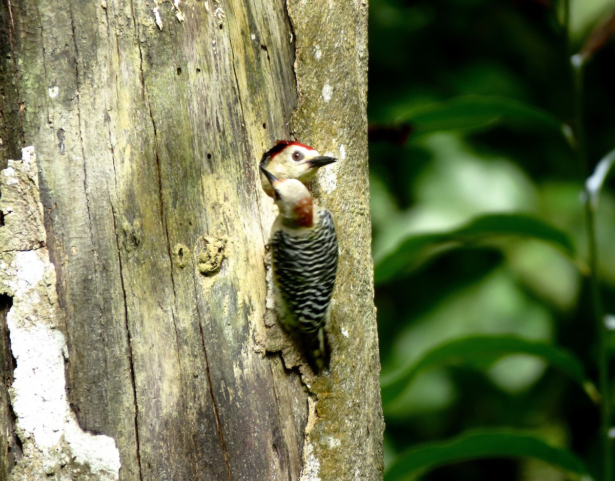 Red-crowned Woodpecker - ML196852281