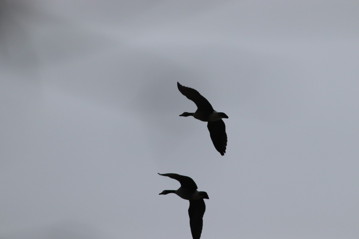 Canada Goose - ML196852311