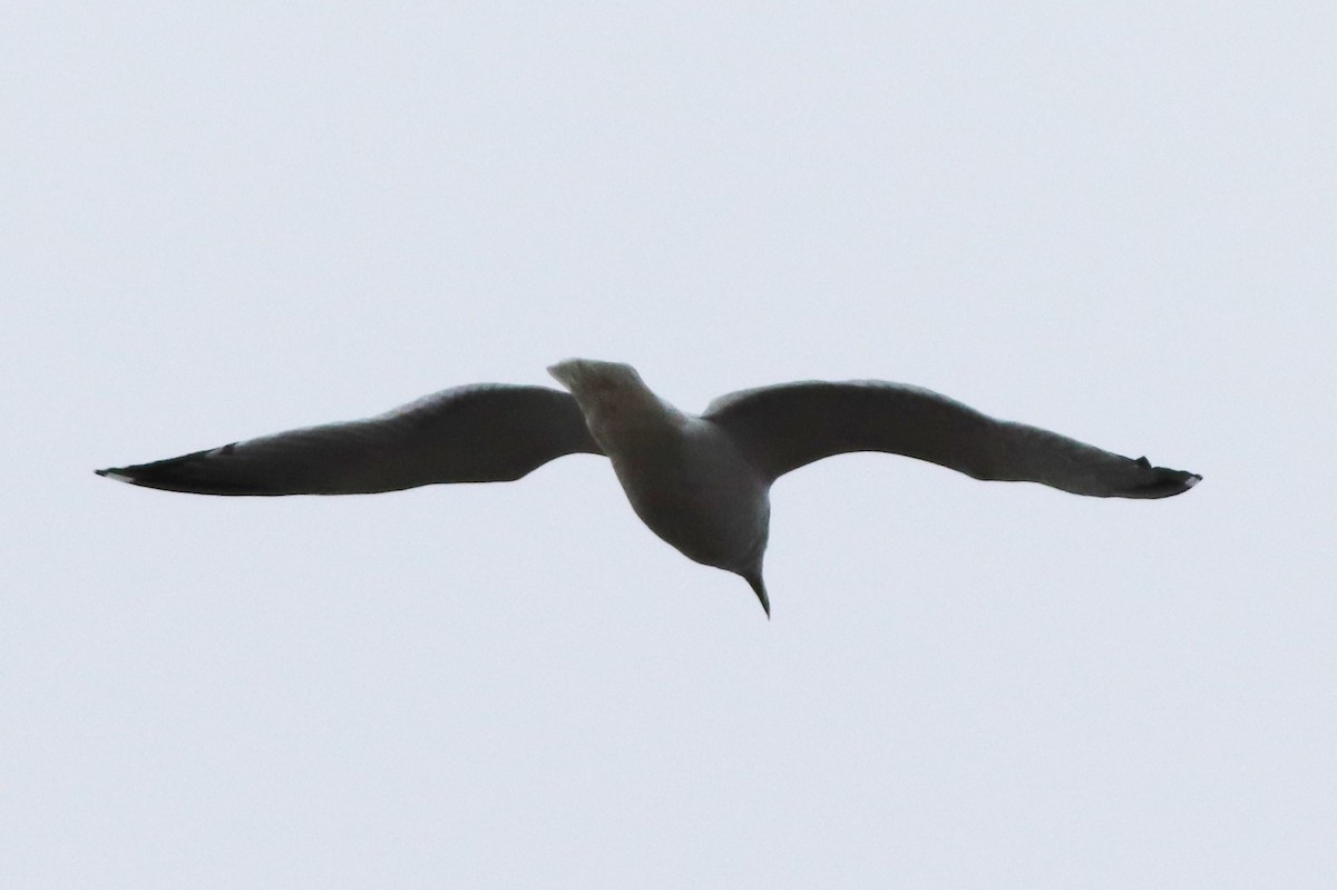 American Herring Gull - ML196852321