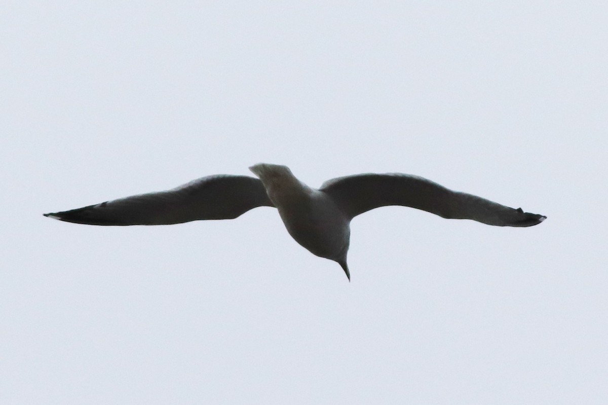 Herring Gull (American) - ML196852321