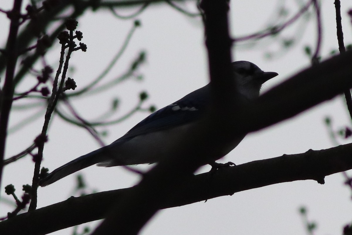 Blue Jay - ML196852401