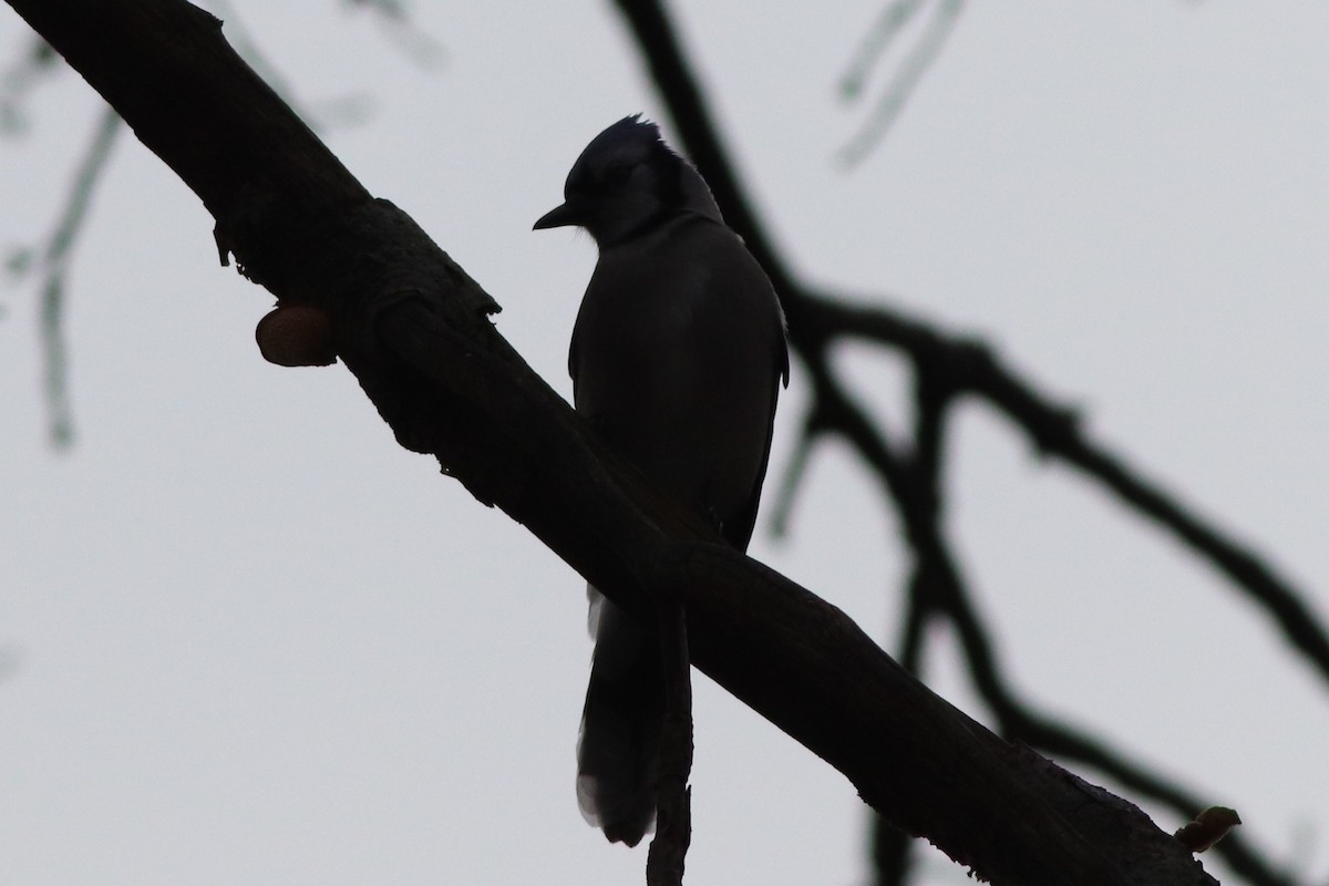 Blue Jay - Sequoia Wrens