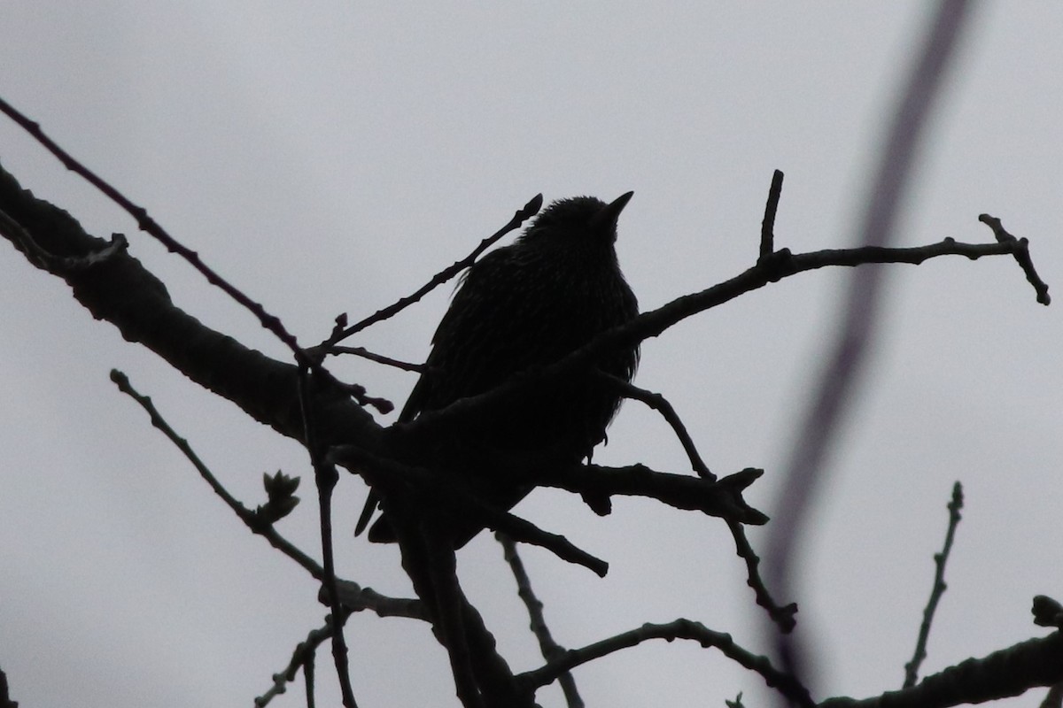 European Starling - Sequoia Wrens