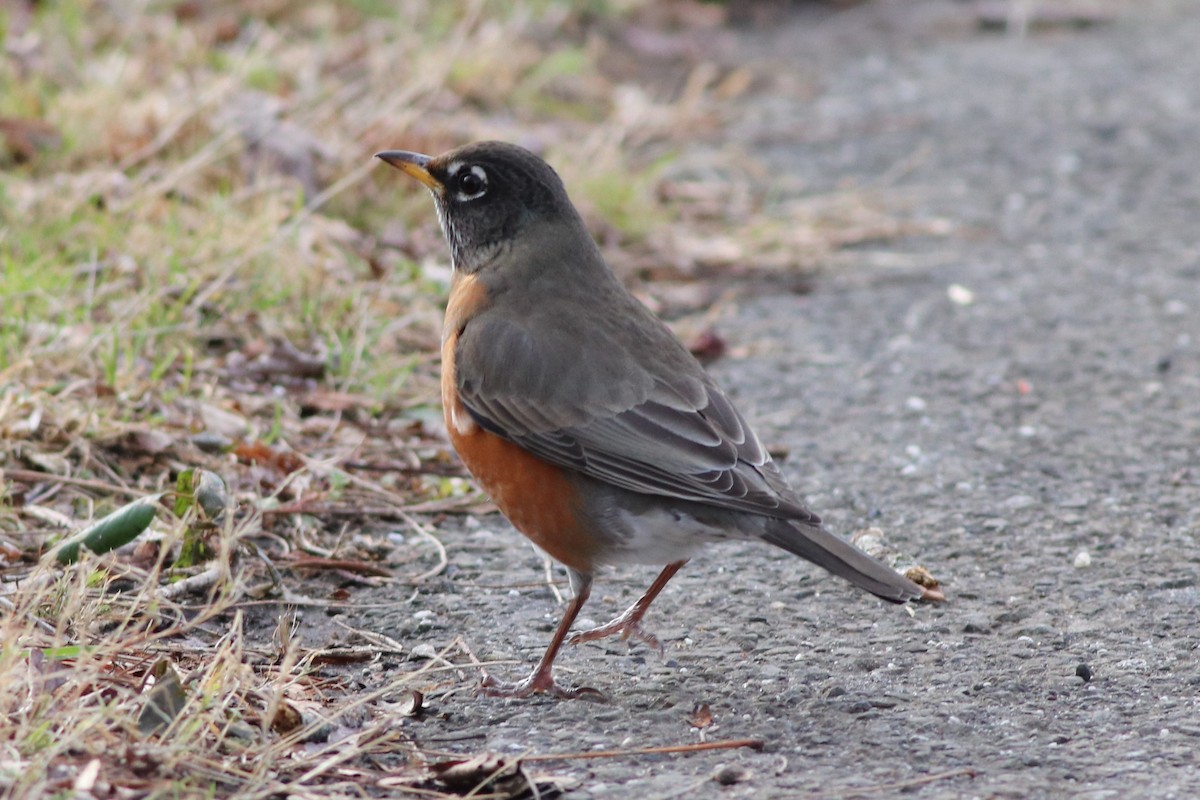 American Robin - ML196852491