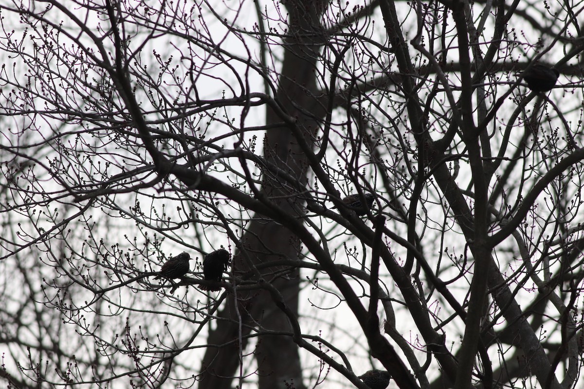 European Starling - ML196852501