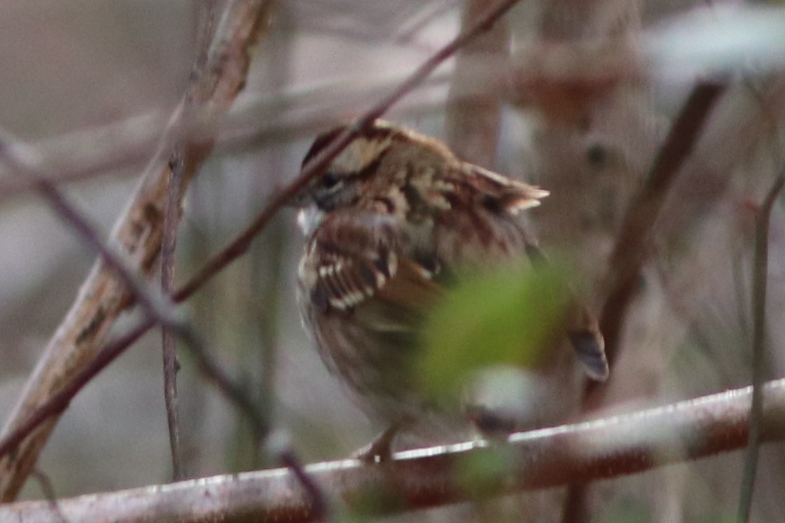 White-throated Sparrow - ML196852531