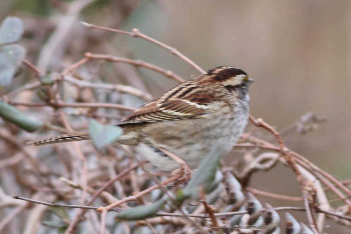 White-throated Sparrow - ML196852701