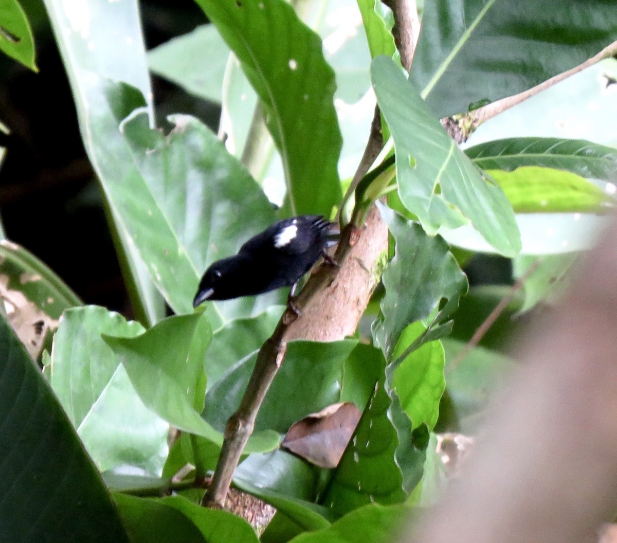 White-shouldered Tanager - ML196853491