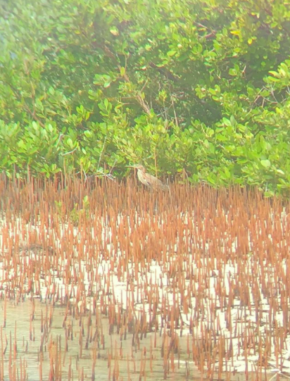 Green Heron - ML196853711