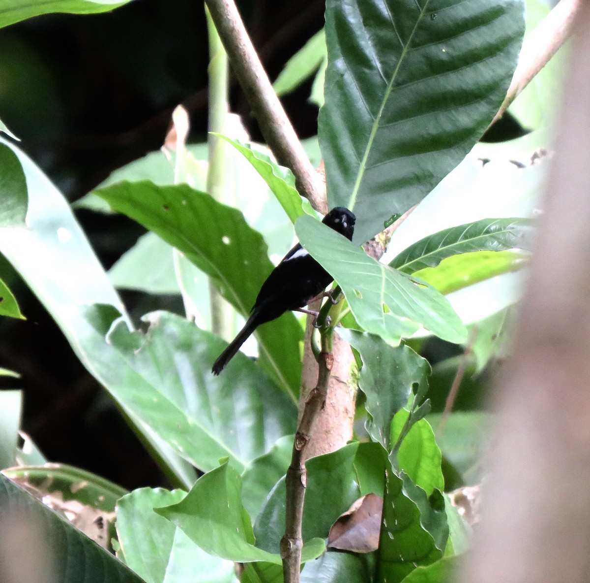White-shouldered Tanager - ML196854231