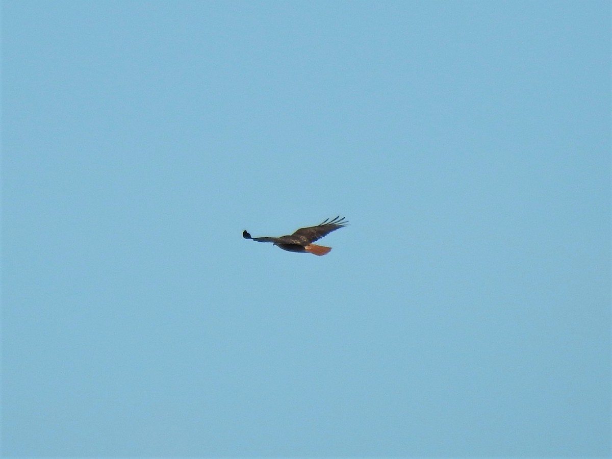 Red-tailed Hawk - ML196854571