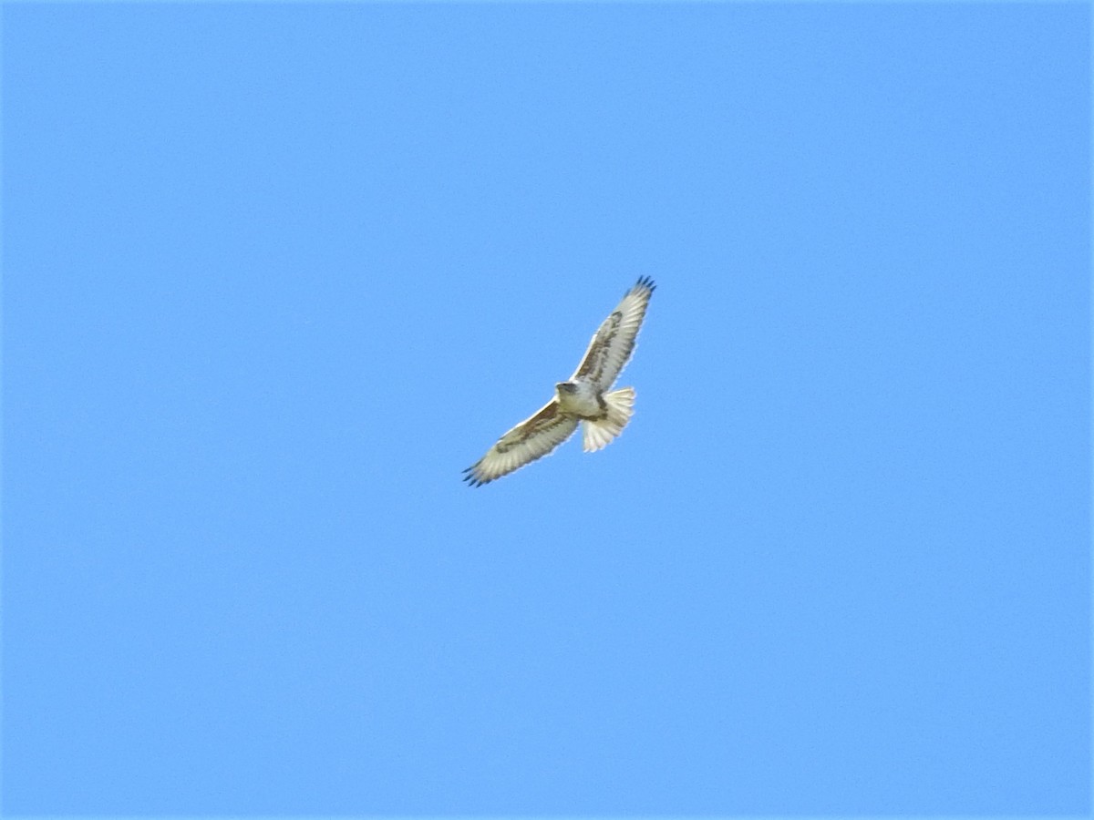 Ferruginous Hawk - ML196854691