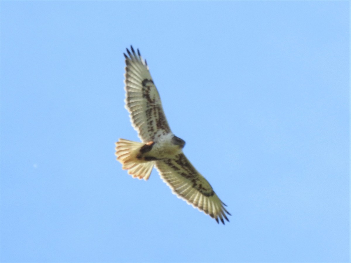 Ferruginous Hawk - ML196854711