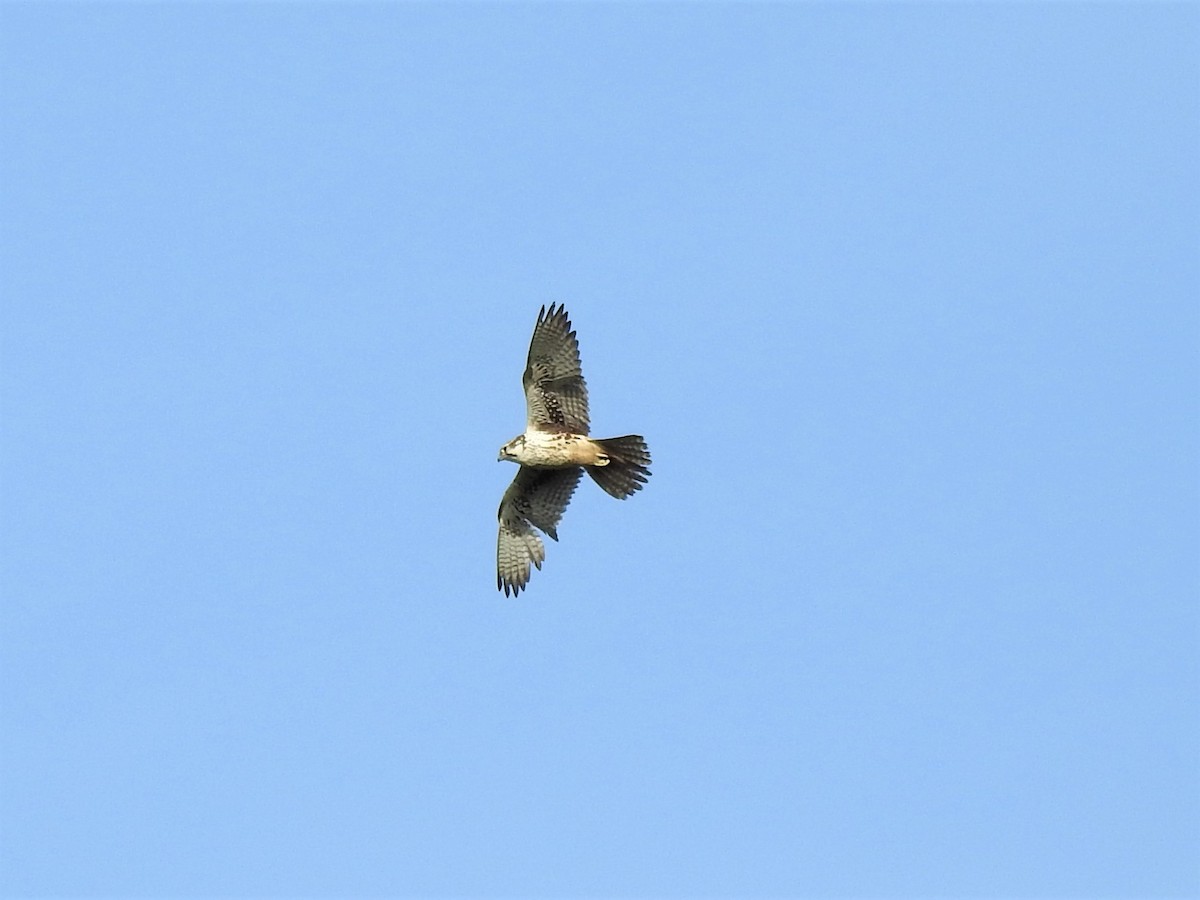 Prairie Falcon - Alex Henry