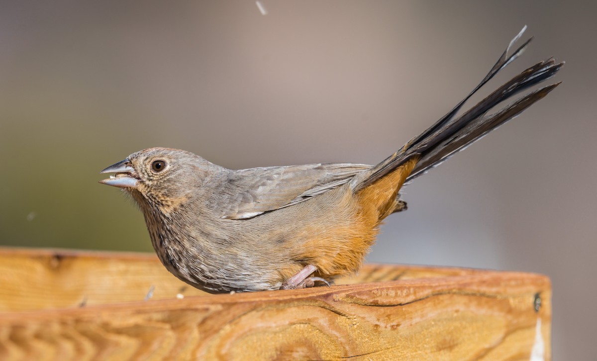 Canyon Towhee - Jim Merritt