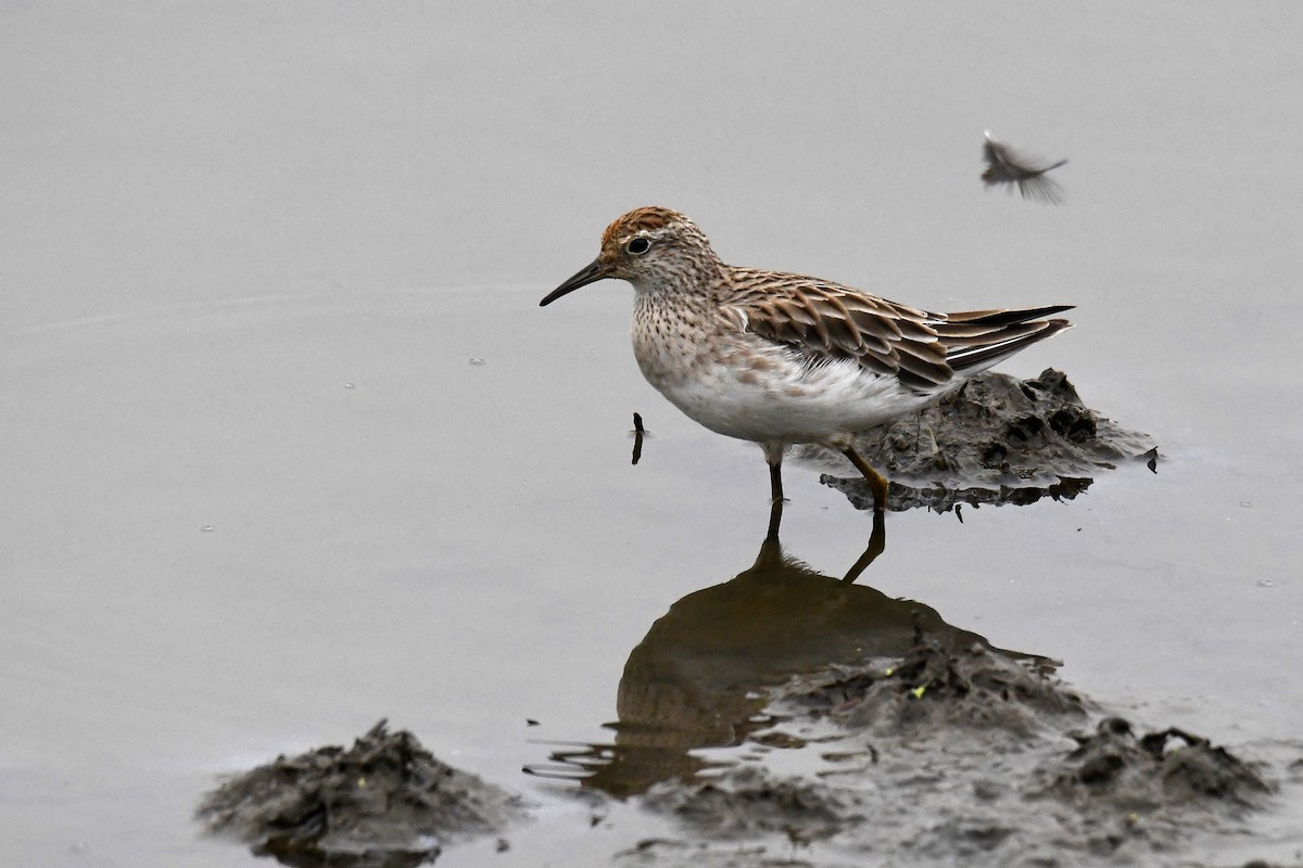 Sharp-tailed Sandpiper - ML196857381