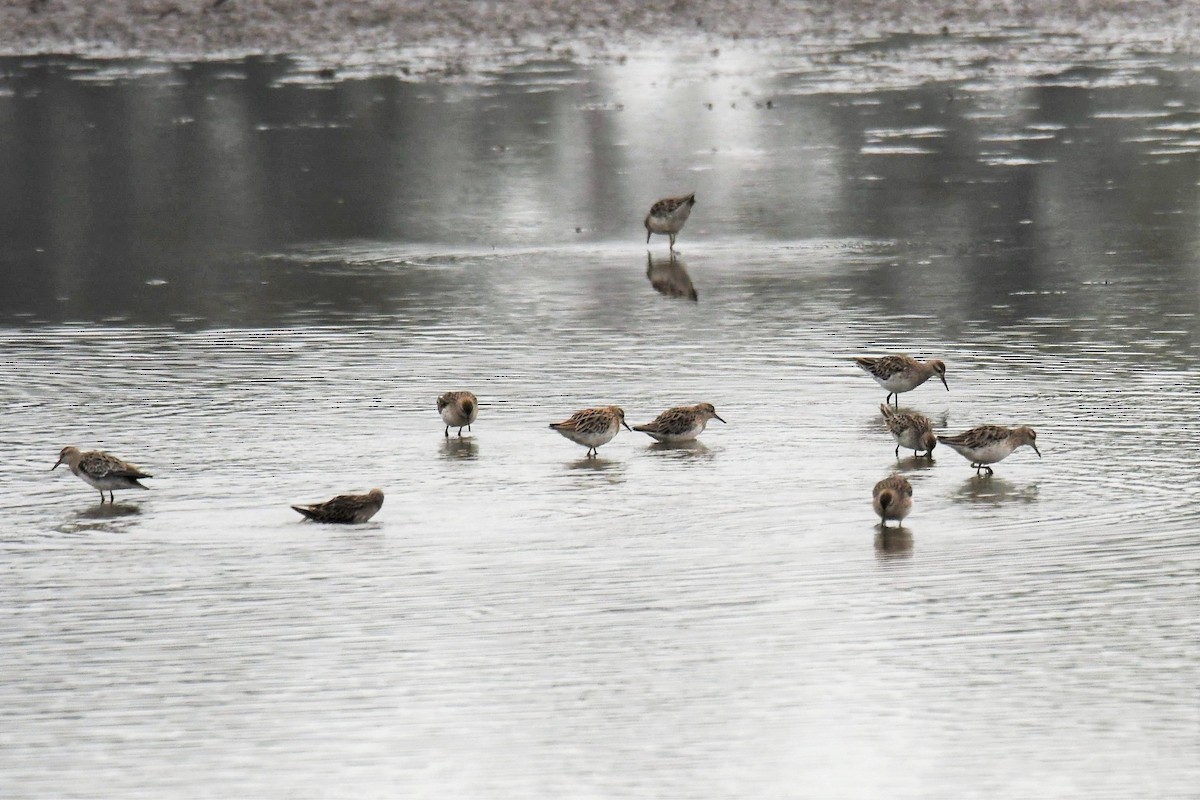 Sharp-tailed Sandpiper - ML196857491