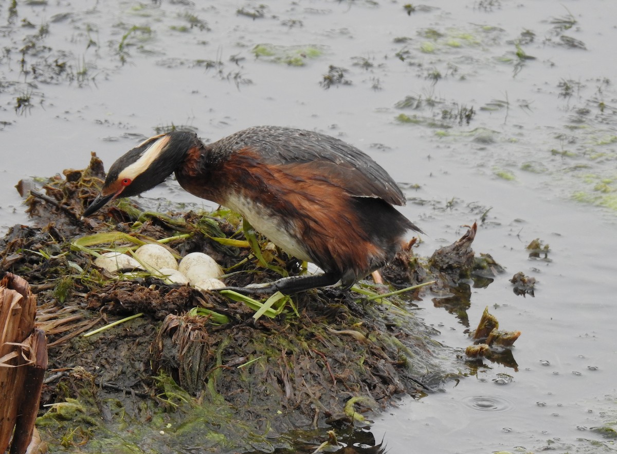Horned Grebe - Wren Coxson