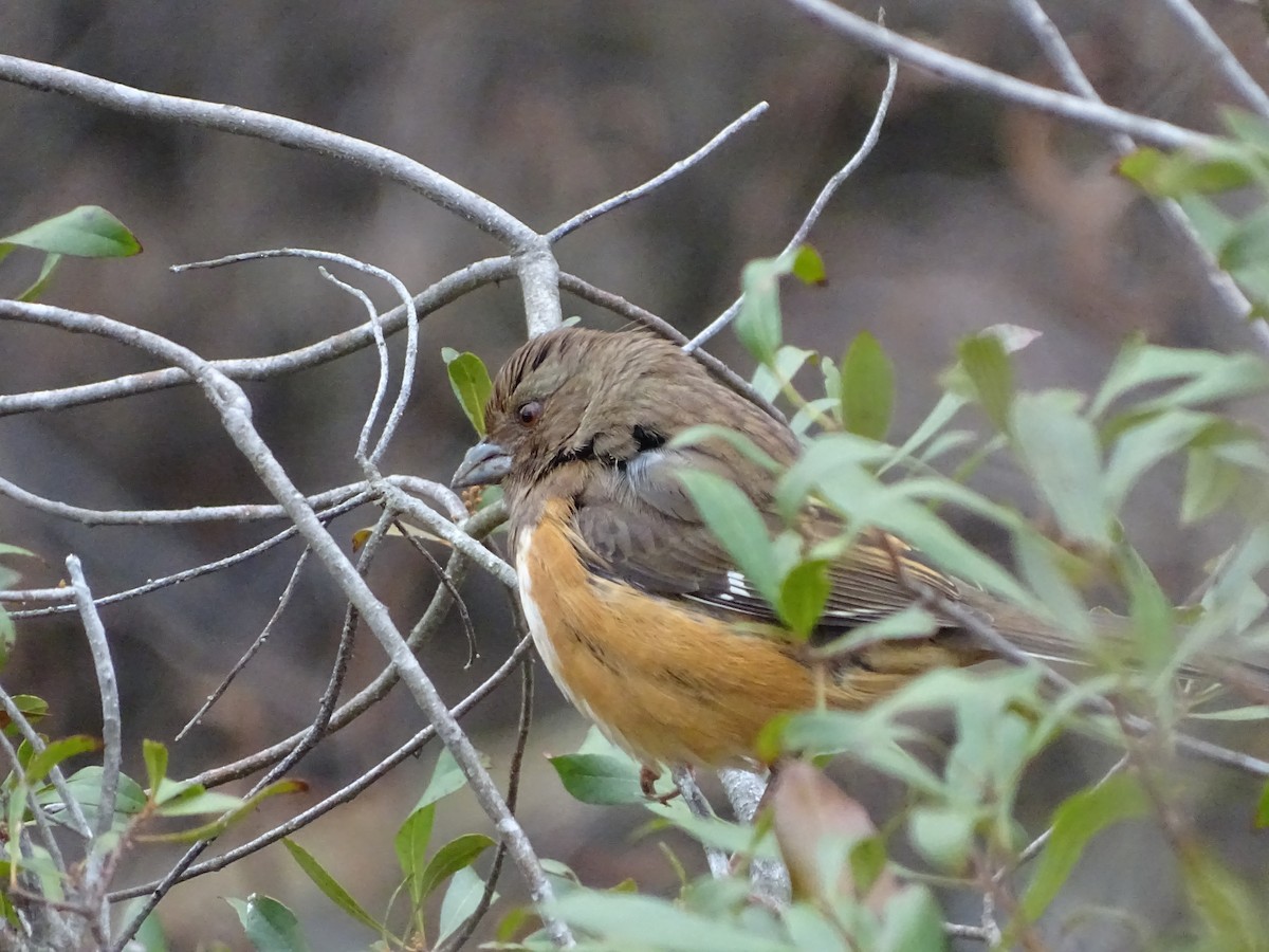 Eastern Towhee - ML196859101