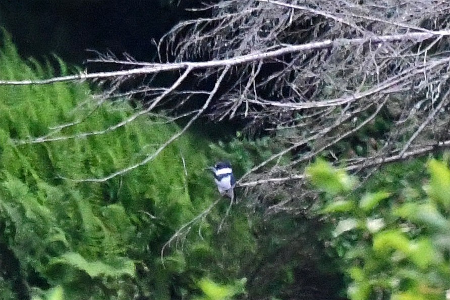Belted Kingfisher - ML196860811