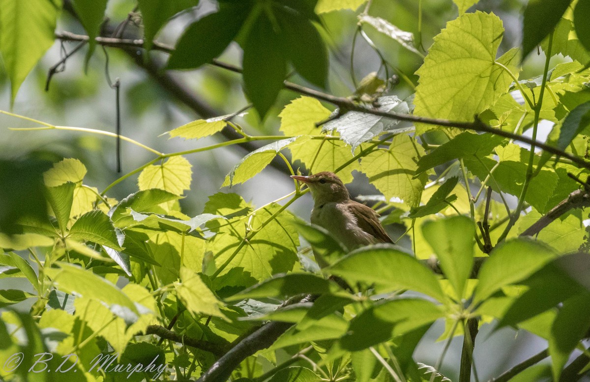 Swainson's Warbler - ML196861431