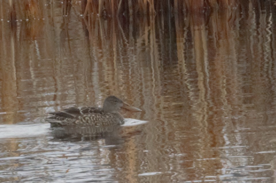 Northern Shoveler - Patrick Newcombe