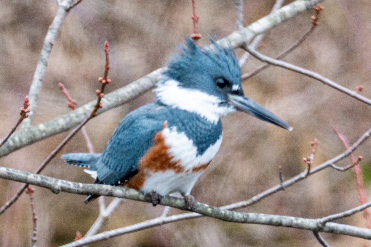 Belted Kingfisher - ML196865311