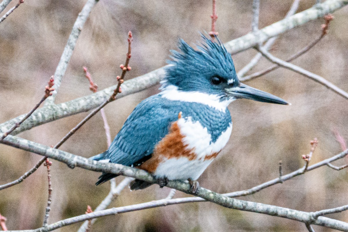 Belted Kingfisher - ML196865381