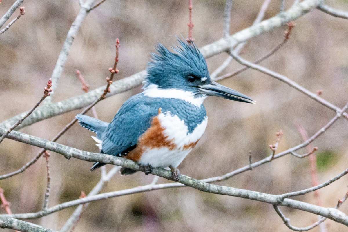 Belted Kingfisher - ML196865451