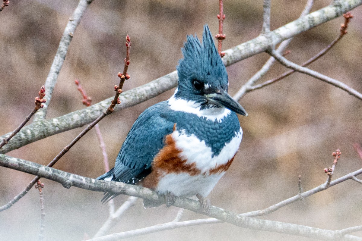 Belted Kingfisher - ML196865531