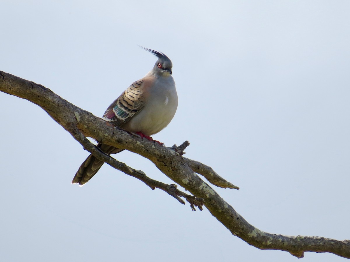 Crested Pigeon - ML196865571