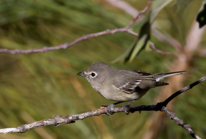 Plumbeous Vireo - Bill Hubick