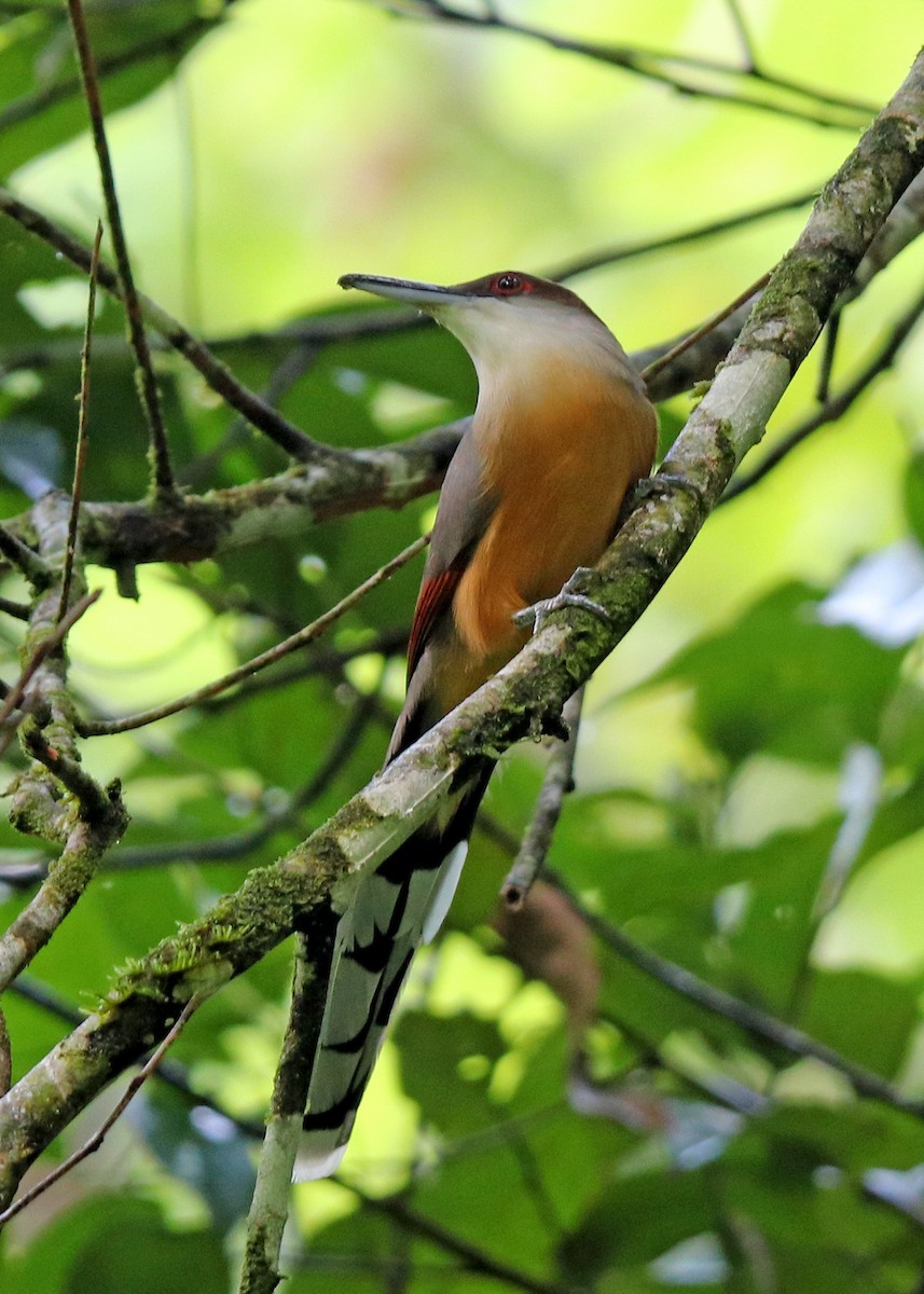 Jamaican Lizard-Cuckoo - Noreen Baker