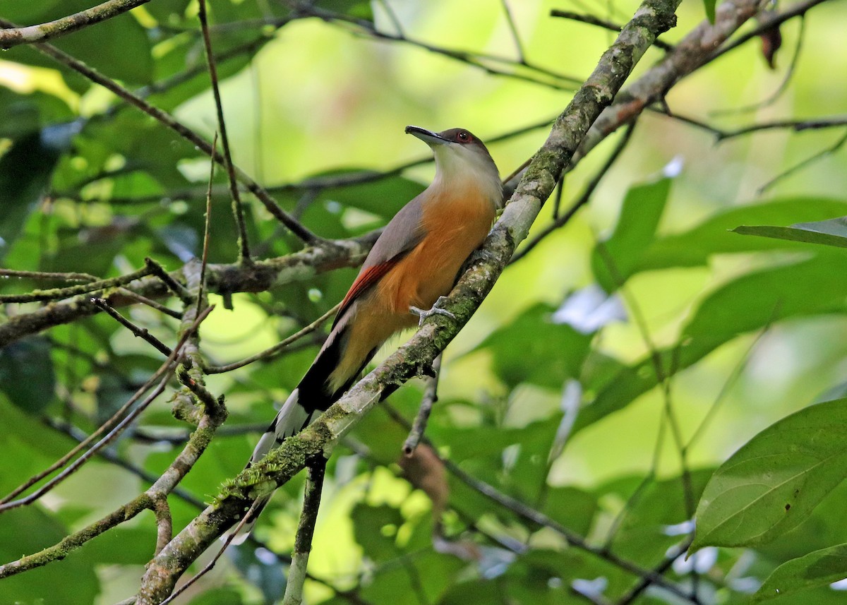 Jamaican Lizard-Cuckoo - ML196866221