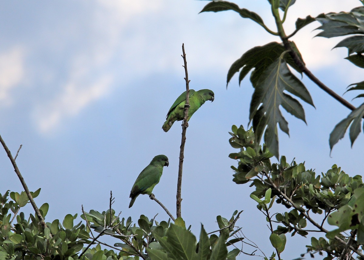 Black-billed Parrot - ML196869171