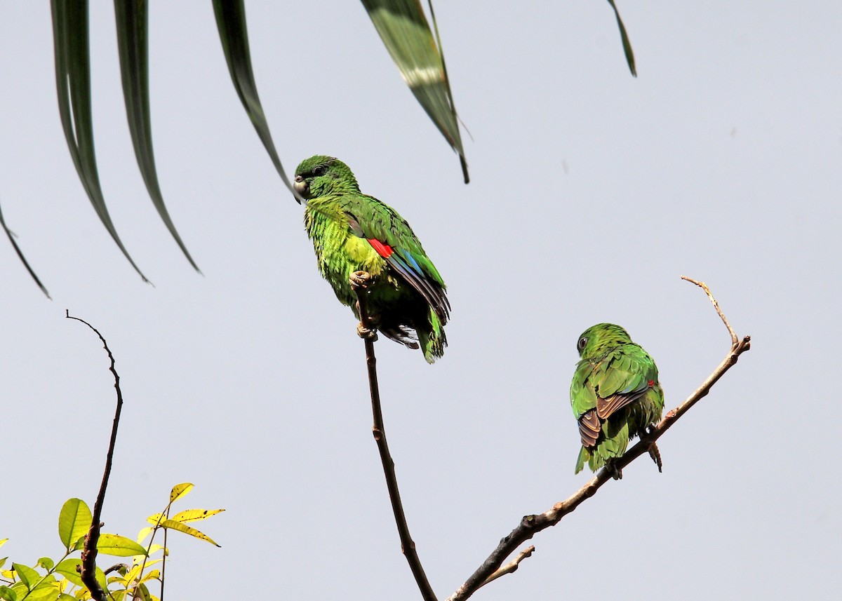 Black-billed Parrot - ML196869231