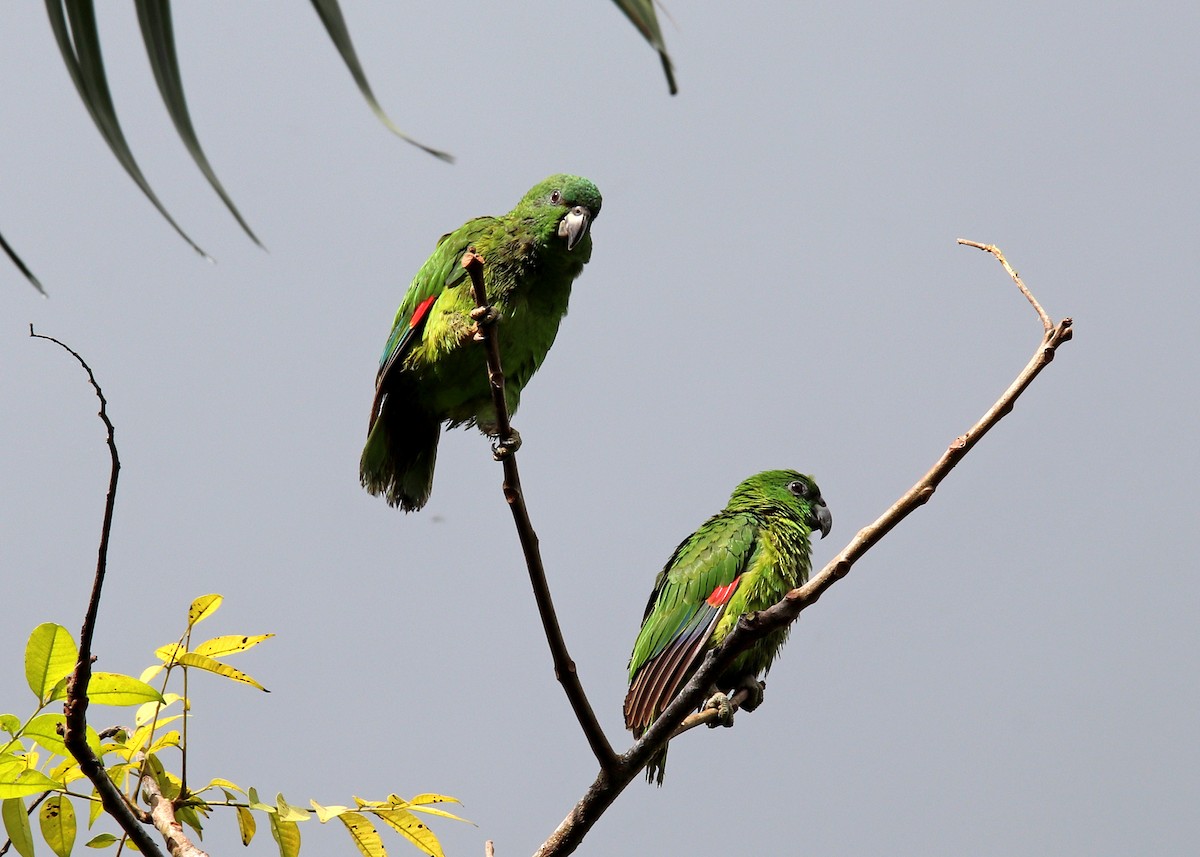 Black-billed Parrot - ML196869301