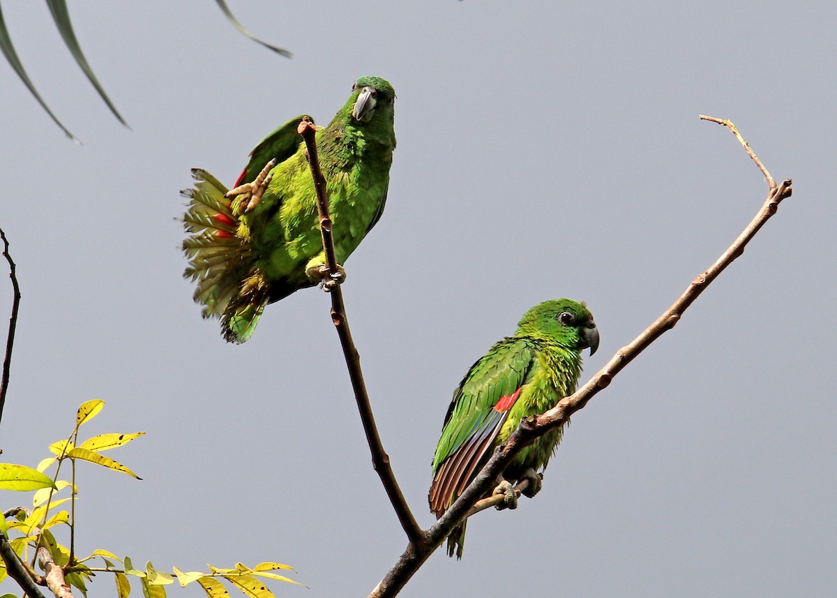 Black-billed Parrot - ML196869371