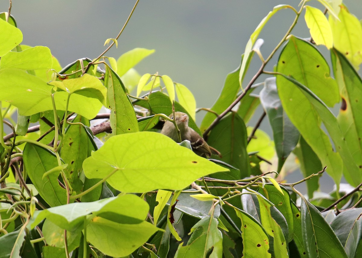 Jamaican Vireo - ML196869921