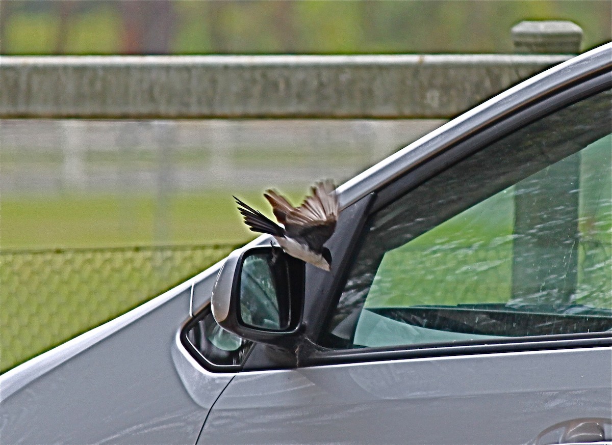 Restless Flycatcher - Bruce Roubin