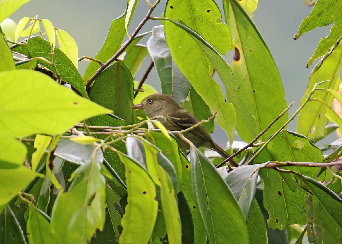 Jamaican Vireo - ML196869991