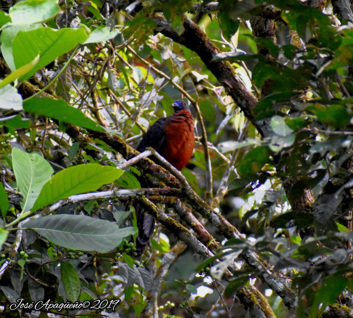 Sickle-winged Guan - ML196870131