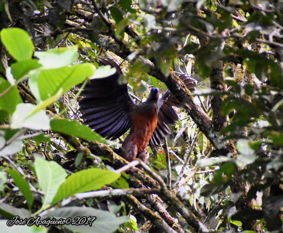 Sickle-winged Guan - ML196870271